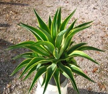 10" Agave - Click Image to Close